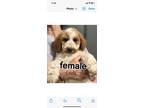 Adopt Linda a White - with Tan, Yellow or Fawn Standard Poodle / Mixed dog in