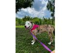 Adopt Sophie a White - with Brown or Chocolate Australian Shepherd / Catahoula