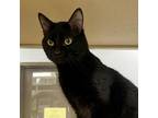 Adopt Hot Rod a All Black Domestic Shorthair / Mixed Breed (Medium) / Mixed