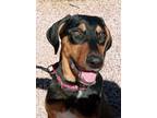 Adopt Boga a Black Doberman Pinscher / Mixed Breed (Medium) / Mixed (short coat)