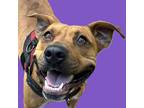 Adopt Heidi a Red/Golden/Orange/Chestnut Hound (Unknown Type) / Boxer / Mixed