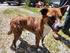 Adopt Ryder a Brindle Mountain Cur / Carolina Dog / Mixed dog in Manhasset