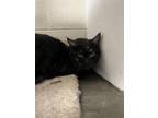 Adopt Deigh a All Black Domestic Mediumhair / Mixed Breed (Medium) / Mixed