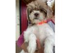 Adopt Bubbles a Shih Tzu dog in Windsor, CO (41304191)