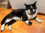 Adopt Chonk a Black & White or Tuxedo American Shorthair / Mixed (short coat)