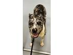Adopt TRINKET a American Staffordshire Terrier / Mixed Breed (Medium) / Mixed