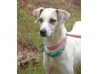 Adopt Misty 23 a Mixed Breed (Medium) / Mixed dog in Brookhaven, MS (41111594)