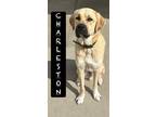 Adopt Charleston a Great Pyrenees / Anatolian Shepherd / Mixed dog in Maumelle