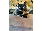 Adopt Penny a Tortoiseshell Domestic Shorthair / Mixed (short coat) cat in Jena