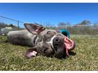Adopt Strawberry Shortcake a American Pit Bull Terrier / Mixed dog in Hyde Park