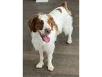 Adopt TX/Cooper G a Red/Golden/Orange/Chestnut - with White Brittany / Mixed dog