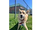Adopt Brewer a Red/Golden/Orange/Chestnut Mixed Breed (Small) / Mixed Breed