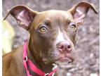 Adopt PEPPERONI a Brown/Chocolate - with White Pit Bull Terrier / Mixed dog in