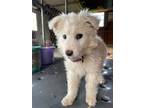 Adopt Shasta a White Great Pyrenees dog in LYNCHBURG, TN (41357554)