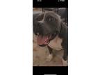 Adopt Zeus a Gray/Blue/Silver/Salt & Pepper American Pit Bull Terrier / Mixed