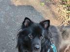 Adopt ALONZO a Black - with Gray or Silver Retriever (Unknown Type) / Australian
