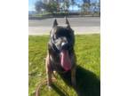 Adopt Gio a Tan/Yellow/Fawn - with Black Belgian Malinois dog in Murrieta