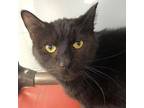 Adopt Papa a All Black Domestic Shorthair / Mixed Breed (Medium) / Mixed (short