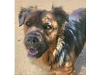 Adopt Cheelo (CP) Adopt Me! a Shepherd (Unknown Type) / Corgi / Mixed dog in