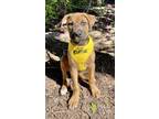 Adopt Merry a Brown/Chocolate - with Black Boxer / Black Mouth Cur / Mixed dog