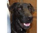 Adopt Bellelina a Black - with Brown, Red, Golden, Orange or Chestnut German