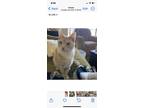 Adopt Tigger a Orange or Red Tabby Domestic Mediumhair / Mixed (short coat) cat