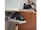 Adopt CRYSTAL & PAULIE - Offered by Owner - Best Friends a Brown Tabby Domestic