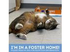 Adopt Tulip a Brown or Chocolate Domestic Shorthair / Domestic Shorthair / Mixed