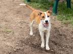 Adopt Shania a Terrier (Unknown Type, Small) / Mixed dog in Lansing