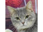 Adopt Sidney a Gray, Blue or Silver Tabby Domestic Shorthair / Mixed (short