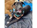 Adopt Dakota a Labrador Retriever / Mixed Breed (Medium) / Mixed dog in St.