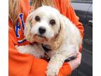 Adopt Barbie a Cavalier King Charles Spaniel / Bichon Frise / Mixed dog in