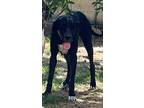 Adopt Bella a Black - with White Great Dane / Mixed dog in Laredo, TX (40801326)