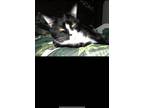 Adopt Fendi a Black & White or Tuxedo American Shorthair / Mixed (short coat)