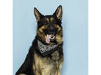 Adopt Demarkus a Black German Shepherd Dog / Mixed Breed (Medium) / Mixed (short