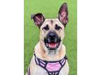 Adopt Nandor a Tan/Yellow/Fawn Mastiff / Mixed Breed (Medium) / Mixed (short