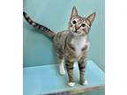 Adopt Firebella a Brown Tabby Domestic Shorthair / Mixed Breed (Medium) / Mixed