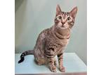 Adopt BamBam a Brown Tabby Domestic Shorthair / Mixed Breed (Medium) / Mixed