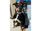 Adopt Heavenly a German Shepherd Dog / Mixed dog in Monterey, CA (41356882)