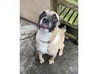 Adopt Steve a Akita / Mastiff / Mixed dog in Santa Rosa, CA (40896730)