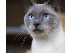 Adopt Finn a Gray or Blue Siamese (short coat) cat in Chicago, IL (41301095)