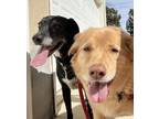 Adopt Riley a Tan/Yellow/Fawn - with White Golden Retriever / Labrador Retriever