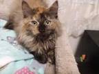 Adopt Molly a Brown Tabby Domestic Longhair / Mixed Breed (Medium) / Mixed