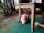 Adopt stray cat. a Orange or Red Tabby Domestic Shorthair / Mixed (short coat)