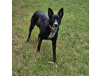 Adopt Marley a Black - with White Husky / Shepherd (Unknown Type) / Mixed dog in
