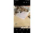 Adopt Dixie a Gray/Silver/Salt & Pepper - with Black Australian Cattle Dog /
