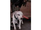 Adopt Levi a White - with Black American Pit Bull Terrier / Dogo Argentino /