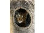 Adopt Trapper a Brown Tabby Domestic Shorthair / Mixed Breed (Medium) / Mixed