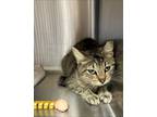 Adopt Falcon a Brown Tabby Domestic Shorthair / Mixed Breed (Medium) / Mixed