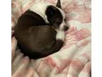 Adopt Kevin a Brown/Chocolate - with White Mutt / Mixed dog in Clarksville